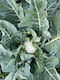 Fytro seeds Seeds Cauliflower Tatuin 2500pcs