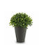 Изкуствено растение в саксийка Green 17см Ibergarden