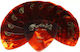 Martin Πένες Faux Tortoise 346 Light Πάχους 0.4...