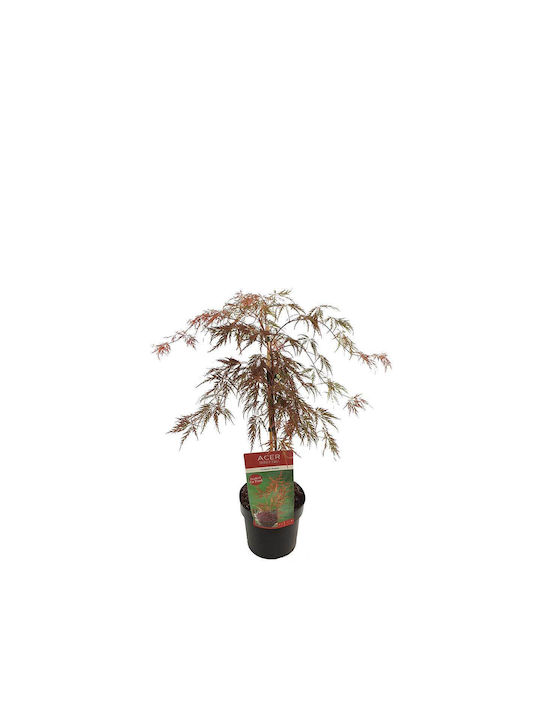 Acer 'Crimson Queen'® 19cm