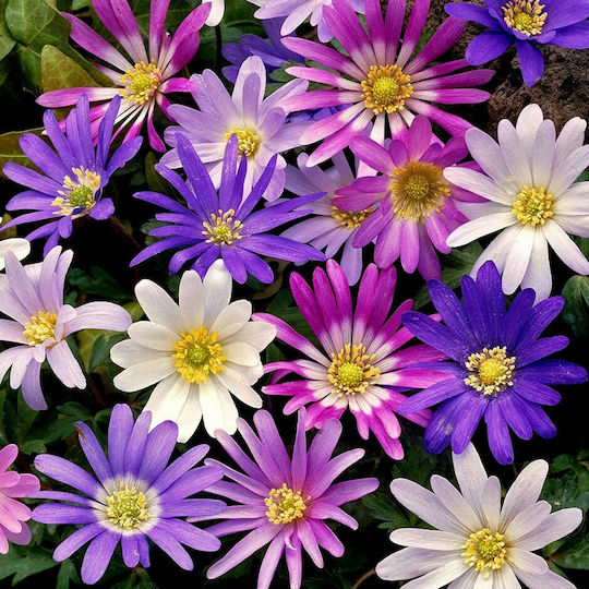 Gemma Bulbs Anemone Multicolour