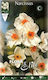 Gemma Bulbs Narcissus Late 5pcs