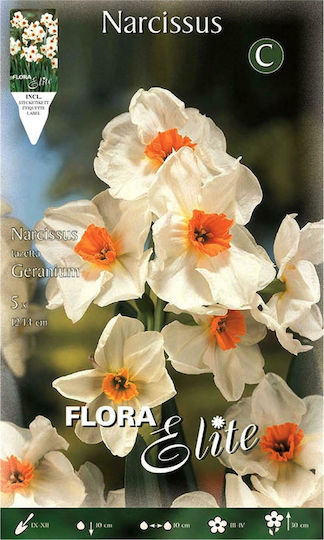 Gemma Bulbs Narcissus Late 5pcs
