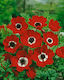 Gemma Bulbs Anemone Red 20pcs