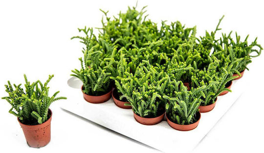 Crassula Lycopodioides 5,5 cm