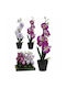 Artificial Plant in Small Pot Orchid 38cm (Various Colors) JK Home Decoration