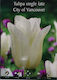 Gemma Bulb Tulipς White