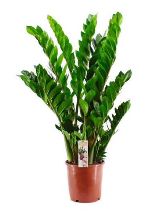 OEM Ζάμια ή Ζαμιοκούλκας (Zamioculcas zamiifolia) - 2 lt - 40/60