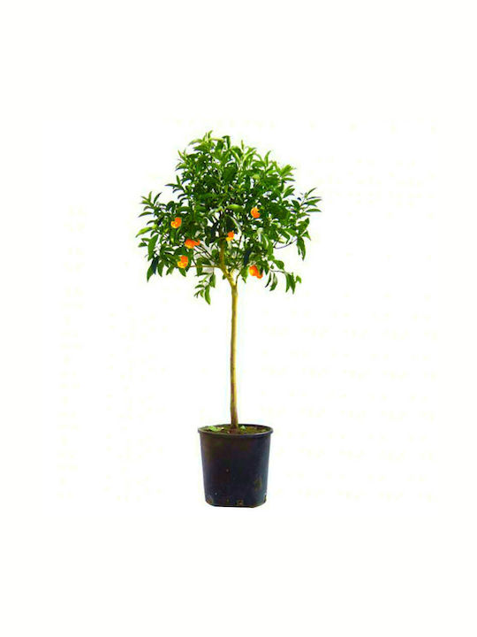 OEM Κουμκουάτ Δέντρο (Citrus japonica) - 10,5 lt - 5-6
