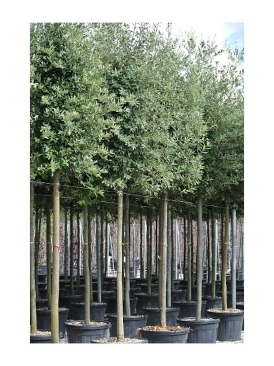 OEM Δρύς η Αριά Δέντρο - Βελανιδιά (Quercus ilex) - 9 lt - 200/250