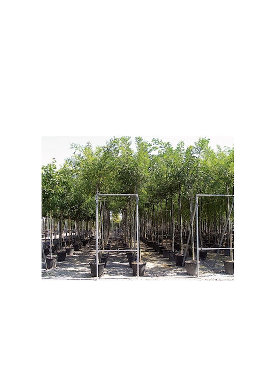 OEM Σοφόρα Ιαπωνική Δέντρο (Sophora japonica) - 10 lt - 200/250
