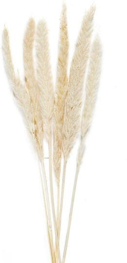 Phragmitos Blumenstrauß aus Dekorative künstliche Blumen Weiß 6 Stück Andrea House Phragmitos Blumenstrauß aus Dekorative künstliche Blumen Weiß 6 Stück Andrea House