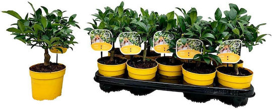 Citrus 'meyeri' Lisa 12cm