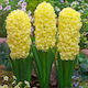 Zwiebel Hyacinthus Gelb