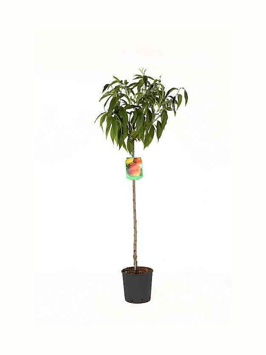 Piersic OEM (Prunus persica) - 4 lt - 2-4