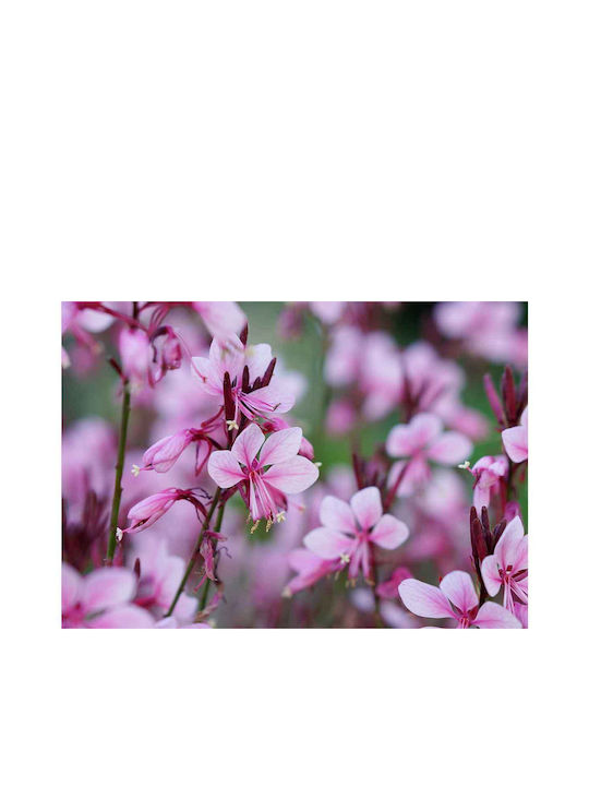 Gaura 'Baby Butterfly'® 19cm