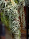 Artificial Foliage Panel With succulents 1.5x2m
