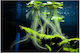Misirlis Aquarium Limnobium Laevigatum