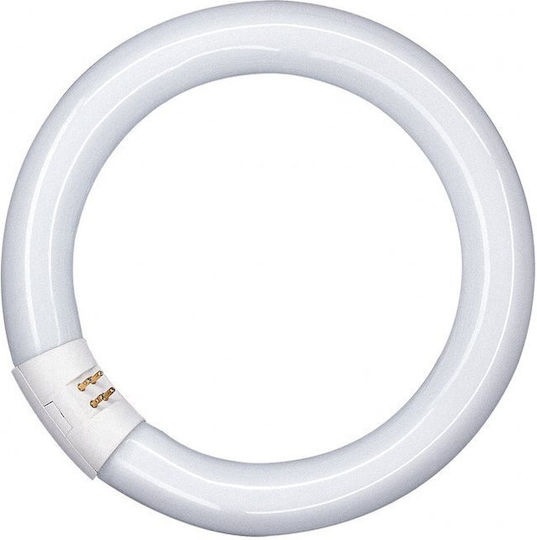 Ledvance AC34186 Λάμπα Φθορίου για Ντουί G10Q 22W