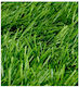 Synthetic Turf in Roll 1x3m and 22mm Height