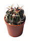 Ferocactus Latispinus 6cm