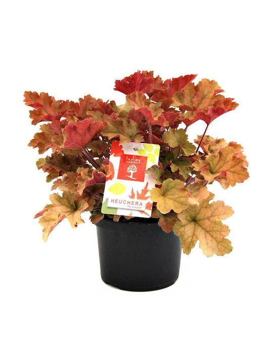 Heuchera 'indian Summer Orange' 12cm Heuchera 'indian Summer Orange' 12cm