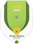 Royal Queen Seeds - White Widow Automatic - 1 seed