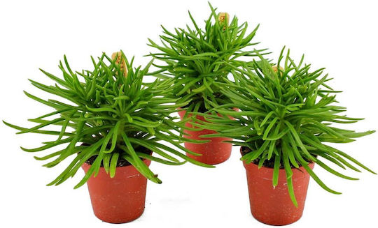 Senecio Archeri Ragworts Senecioarch5.5cm