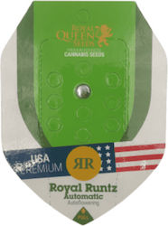 Royal Queen Seeds - Royal Runtz - 1 seed