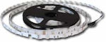 Giako LED Strip Power Supply 12V with Cold White Light Length 1m and 30 LEDs per Meter SMD5050