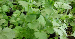 CORIANDER 250 GRAM PACKAGE