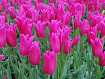 TULIP Lilyrosa PACK OF 5 BULBS