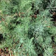 Fytro seeds Σπόροι Άνηθος 500gr