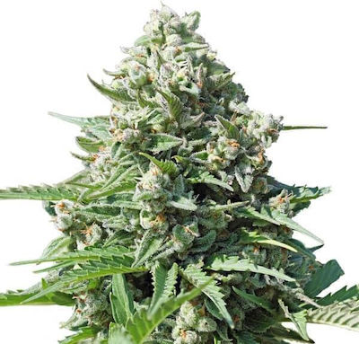 Royal Queen Seeds Gorilla Σπόροι Κάνναβης 3τμχ