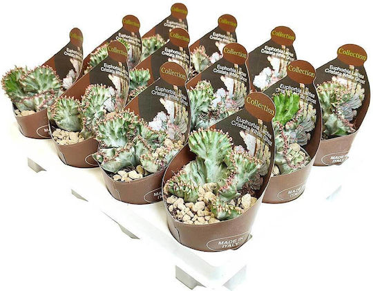 Euphorbia 'cristata Weißer Geist' 6,5cm