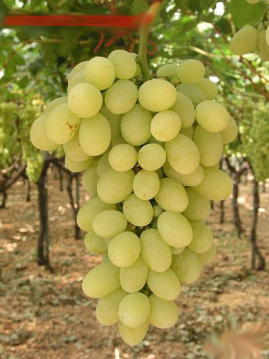 Grape Vine Muscat of Alexandria