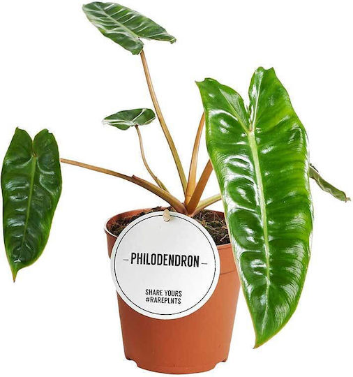 Philodendron Billietiae 12cm