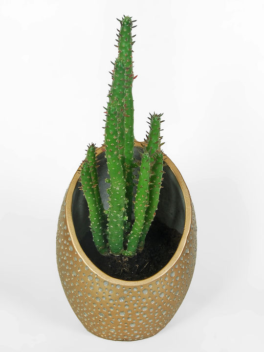 Cactus Cylindrica 18.5cm