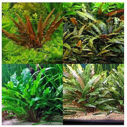 Misirlis Aquarium Cryptocoryne Mix (ΦΠ) Ζωντανό Φυτό Ενυδρείου 20401 Misirlis Aquarium Cryptocoryne Mix (ΦΠ) Ζωντανό Φυτό Ενυδρείου 20401