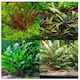 Misirlis Aquarium Cryptocoryne Mix (ΦΠ)