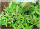 Misirlis Aquarium Hygrophila Polysperma (ΦΠ)