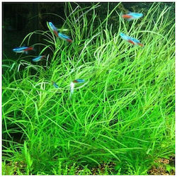 Misirlis Aquarium Lebende Aquariumspflanze Pogostemon 16776