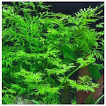 Misirlis Aquarium Lebende Aquariumspflanze 10759