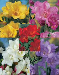 Gemma Διπλές Bulb Freesia 5 pieces one of each colour