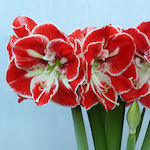 Samba Amaryllis Bulb