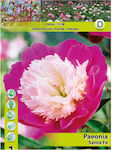 Primasem Seeds Peony