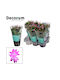 Geduld Schlumbergera Rosa Premium 25+