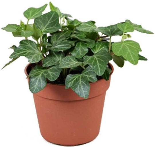 Hedera helix 'Wunder' 8.5cm Hedera helix 'Wunder' 8.5cm
