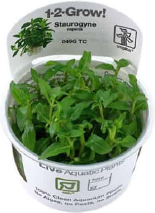 Tropica Staurogyne Repens 1-2-Grow!