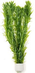 Tropica Egeria Densa Bunched Plantă acvatică vie Elodea densa 11957